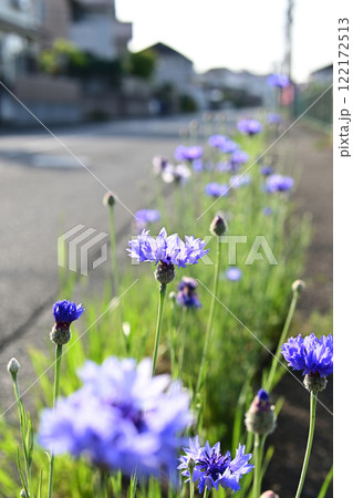 春の花壇に咲く青い花 春の花壇に咲く青い花 122172513