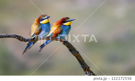 Bee-eater 122172556