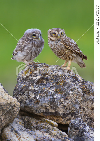 Little Owl Little Owl 122172557