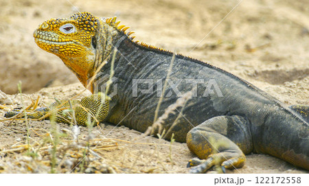 Galapagos Land Iguana, Galapagos National Park, Ecuador 122172558
