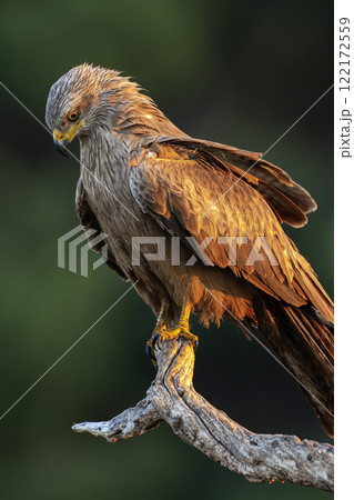 Black Kite Black Kite 122172559