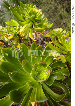 Bejeque, Aeonium, Caldera de Taburiente National Park, Spain 122172605