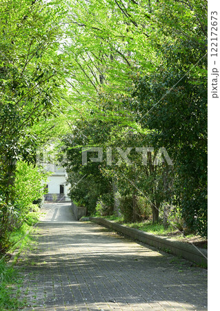 緑に囲まれた道 緑に囲まれた道 122172673