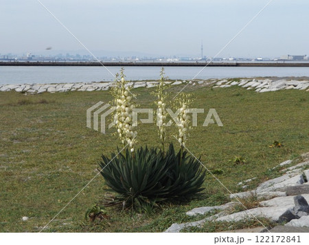 検見川浜の磯浜に咲くキミガヨランクリーム色の花 122172841