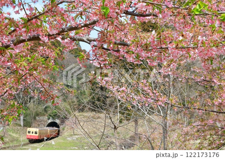 小湊鐵道「河津桜の花とトンネルから出てくる列車」 小湊鐵道「河津桜の花とトンネルから出てくる列車」 122173176