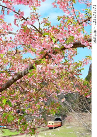 小湊鐵道「新緑の葉混じる河津桜の花」列車を背景に 122173371
