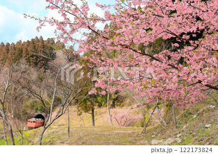 小湊鐵道「河津桜の花とトンネルから出てくる列車」 122173824