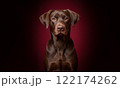 Chesapeake Bay Retriever dog portrait against dark background 122174262