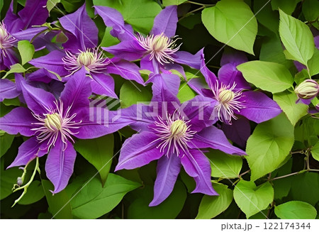 Purple Clematis vine blooms fully, covering the plant.AI Generated Purple Clematis vine blooms fully, covering the plant.AI Generated 122174344