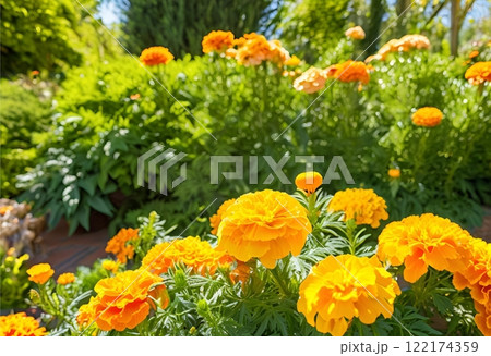 Field of vibrant yellow marigolds bathed in sunlight, radiating beauty and warmth.AI Generated 122174359