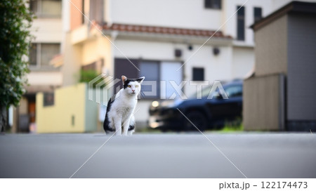 こちらをじっと見つめる野良猫 122174473