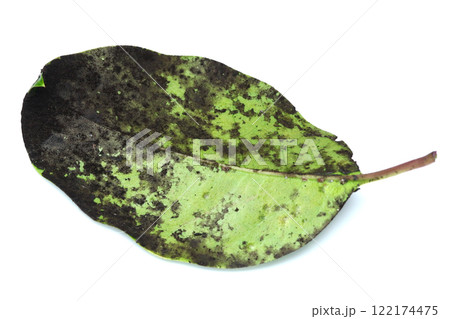 すす病がついたクロガネモチの葉 すす病がついたクロガネモチの葉 122174475