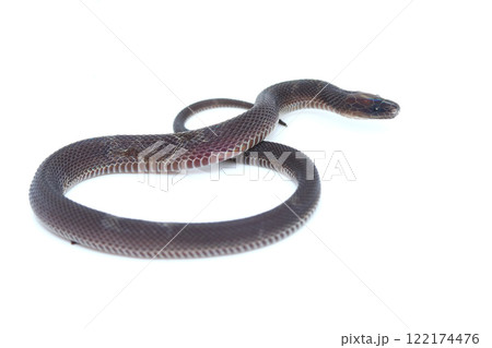 タカチホヘビの幼蛇 122174476