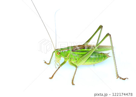 キリギリス（ニシキリギリス）の成虫（オス） 122174478