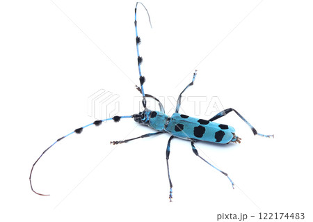 ルリボシカミキリ 122174483