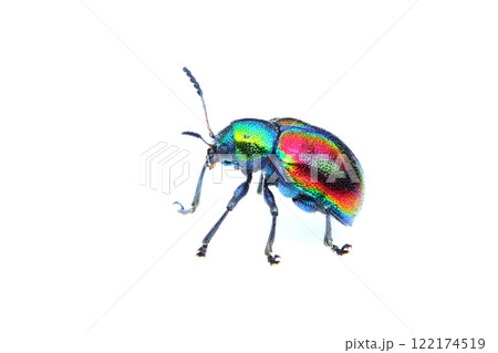 アカガネサルハムシ 122174519