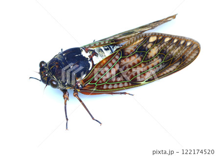 アブラゼミ 122174520