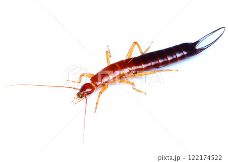 イソハサミムシ イソハサミムシ 122174522