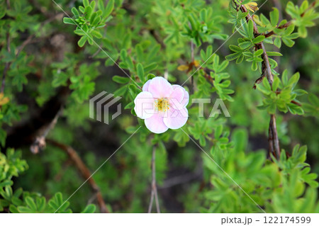 One white and pink cinquefoil flower on a bush in the shade One white and pink cinquefoil flower on a bush in the shade 122174599