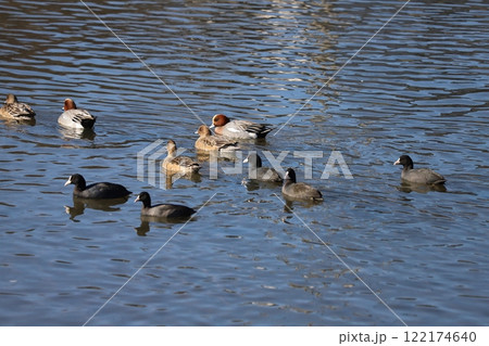 冬の川で泳ぐヒドリガモとオオバンの群れ 122174640