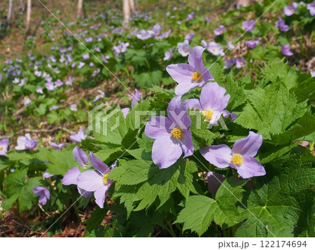 野反湖のシラネアオイ 122174694