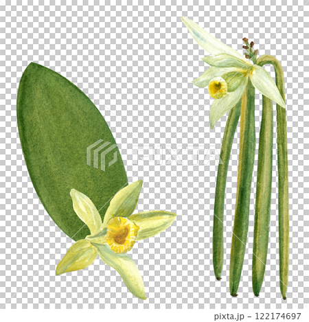 Vanilla bean, orchid leaf and flower watercolor illustration set isolated on white background. Hand drawn design elements perfect for spice box, cafe menu, food packaging, recipes, label and logo 122174697