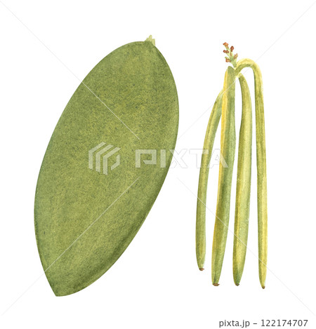 Green vanilla beans and orchid leaf watercolor set isolated on white background. High quality hand drawn design element perfect for spice box, cafe menu, spice packaging, recipes, label and logo decor Green vanilla beans and orchid leaf watercolor set isolated on white background. High quality hand drawn design element perfect for spice box, cafe menu, spice packaging, recipes, label and logo decor 122174707