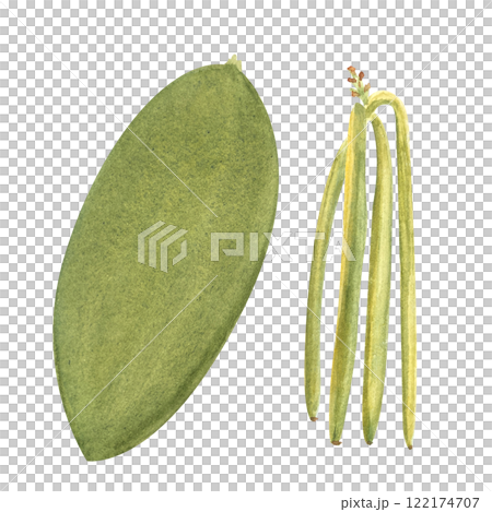 Green vanilla beans and orchid leaf watercolor set isolated on white background. High quality hand drawn design element perfect for spice box, cafe menu, spice packaging, recipes, label and logo decor Green vanilla beans and orchid leaf watercolor set isolated on white background. High quality hand drawn design element perfect for spice box, cafe menu, spice packaging, recipes, label and logo decor 122174707