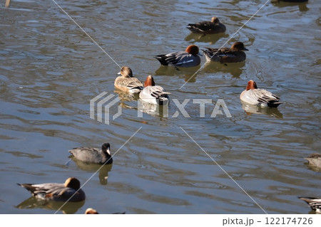 冬の川で泳ぐヒドリガモとオオバンの群れ 122174726