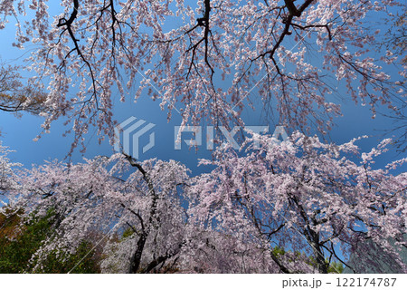 青空に映える満開の桜 天龍寺 122174787