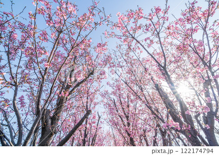 「埼玉県」桜苗木農家畑・見沼田んぼ 「埼玉県」桜苗木農家畑・見沼田んぼ 122174794