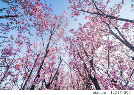 「埼玉県」桜苗木農家畑・見沼田んぼ 「埼玉県」桜苗木農家畑・見沼田んぼ 122174803