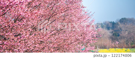 「埼玉県」桜苗木農家畑・見沼田んぼ 「埼玉県」桜苗木農家畑・見沼田んぼ 122174806