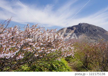 那須茶臼岳とミネザクラ 122175136