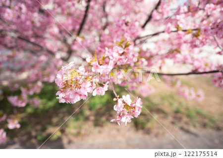 京都市伏見区淀水路に咲く春を告げる河津桜を撮影 京都市伏見区淀水路に咲く春を告げる河津桜を撮影 122175514