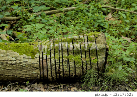 fallen tree showing its wounds 122175525