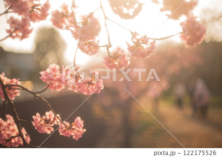 京都市伏見区淀水路に咲く春を告げる河津桜を撮影 122175526