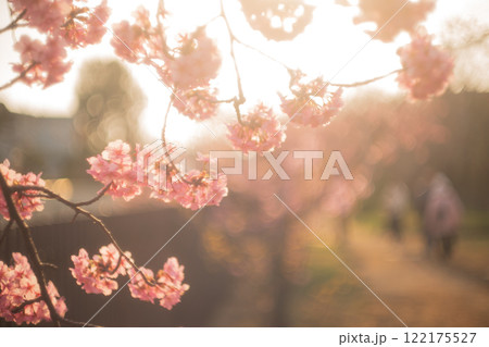京都市伏見区淀水路に咲く春を告げる河津桜を撮影 122175527