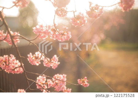 京都市伏見区淀水路に咲く春を告げる河津桜を撮影 122175528