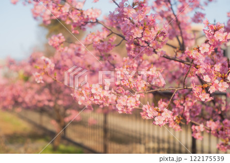 京都市伏見区淀水路に咲く春を告げる河津桜を撮影 122175539