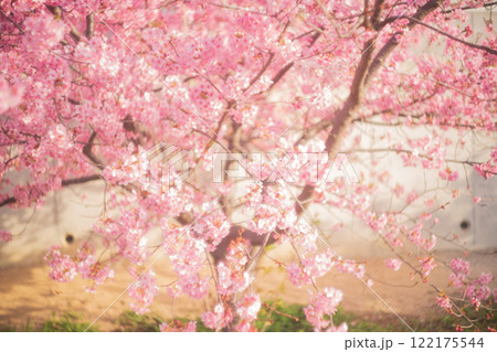 京都市伏見区淀水路に咲く春を告げる河津桜を撮影 122175544