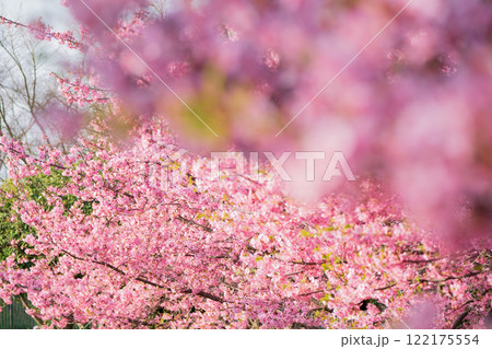 京都市伏見区淀水路に咲く春を告げる河津桜を撮影 京都市伏見区淀水路に咲く春を告げる河津桜を撮影 122175554