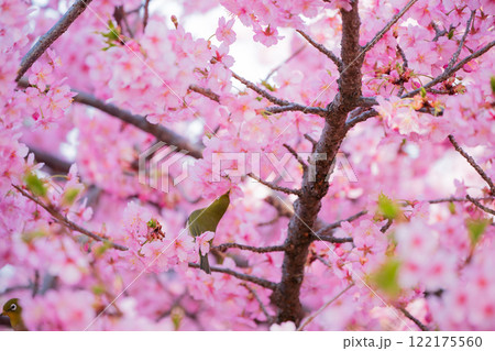 京都市伏見区淀水路に咲く春を告げる河津桜を撮影 京都市伏見区淀水路に咲く春を告げる河津桜を撮影 122175560
