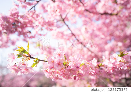 京都市伏見区淀水路に咲く春を告げる河津桜を撮影 122175575