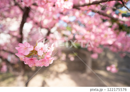 京都市伏見区淀水路に咲く春を告げる河津桜を撮影 京都市伏見区淀水路に咲く春を告げる河津桜を撮影 122175576