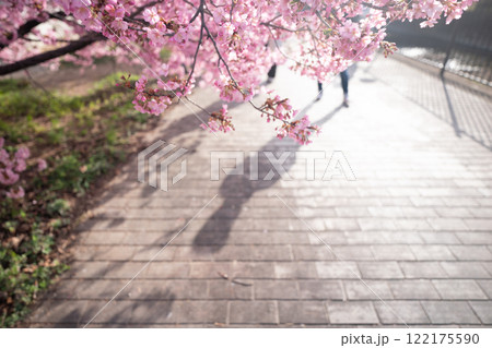 京都市伏見区淀水路に咲く春を告げる河津桜を撮影 京都市伏見区淀水路に咲く春を告げる河津桜を撮影 122175590
