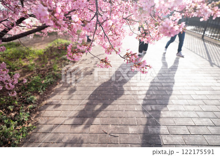 京都市伏見区淀水路に咲く春を告げる河津桜を撮影 京都市伏見区淀水路に咲く春を告げる河津桜を撮影 122175591