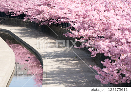 京都市伏見区淀水路に咲く春を告げる河津桜を撮影 122175611