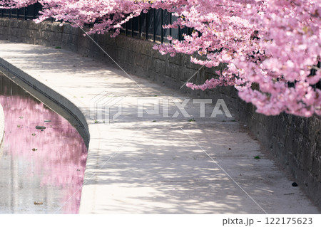 京都市伏見区淀水路に咲く春を告げる河津桜を撮影 122175623