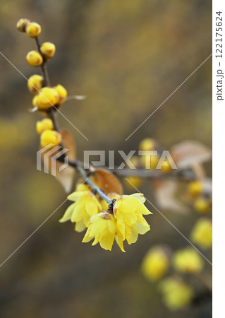 早春に咲くロウバイ 122175624